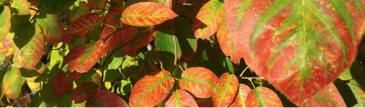 Herbstliche Grüße aus Eyendorf